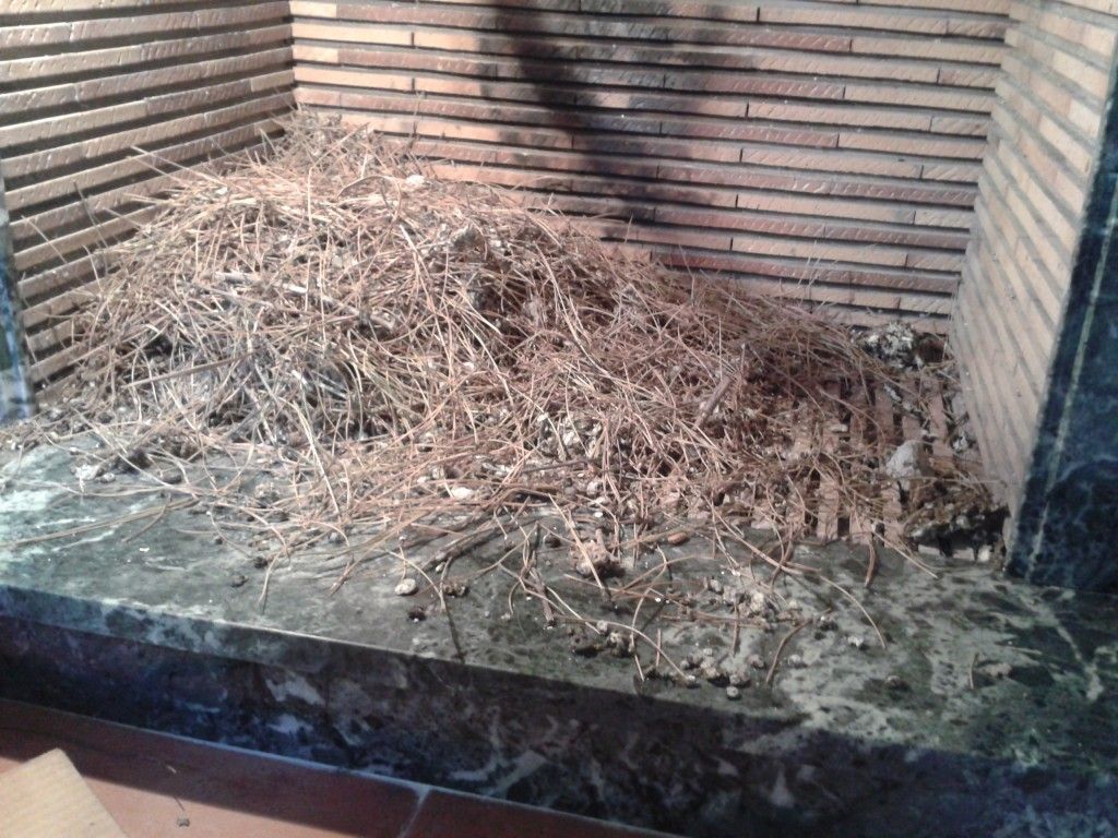 nido de paloma